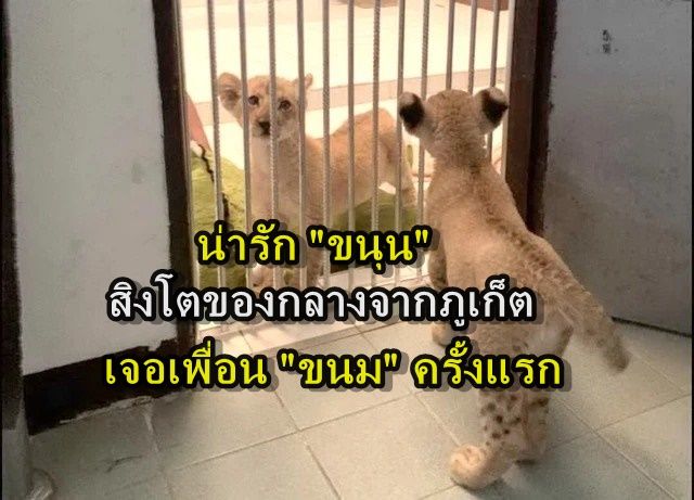 สุดน่ารัก "น้องขนุน" ลูกสิงโตของกลางที่ยึดจากสาวจีนใน จ.ภูเก็ต พบกับ "น้องขนม" สิงโตของกลางอีกตัว