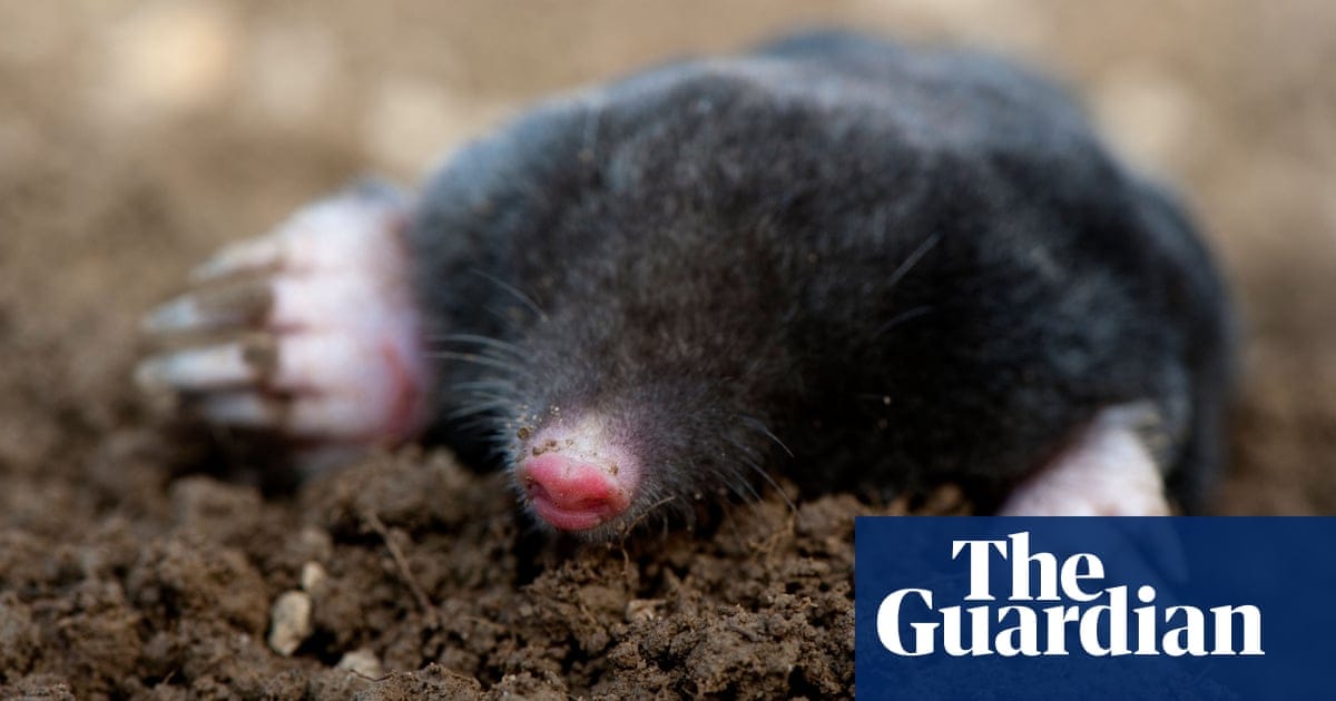 Country diary 1924: the mole catcher grants a reprieve