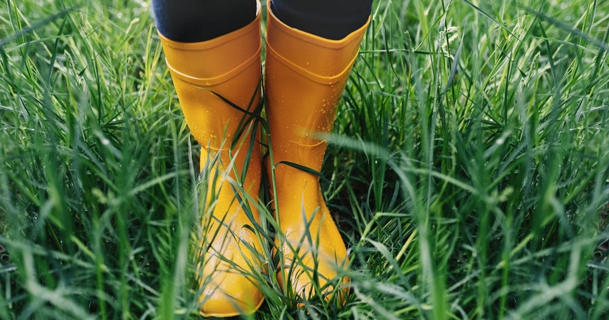 3 Simple Steps To Save A Waterlogged Lawn, According To An Expert