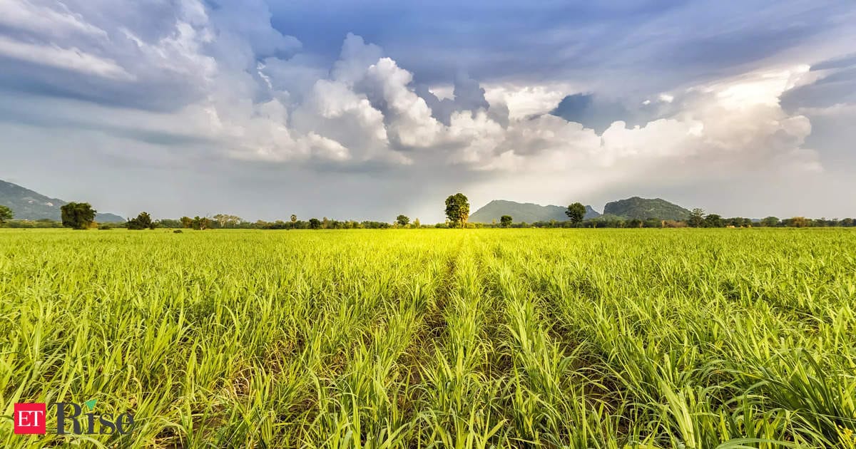 Farmers in India are hit hard by extreme weather. Some say expanding natural farming is the answer