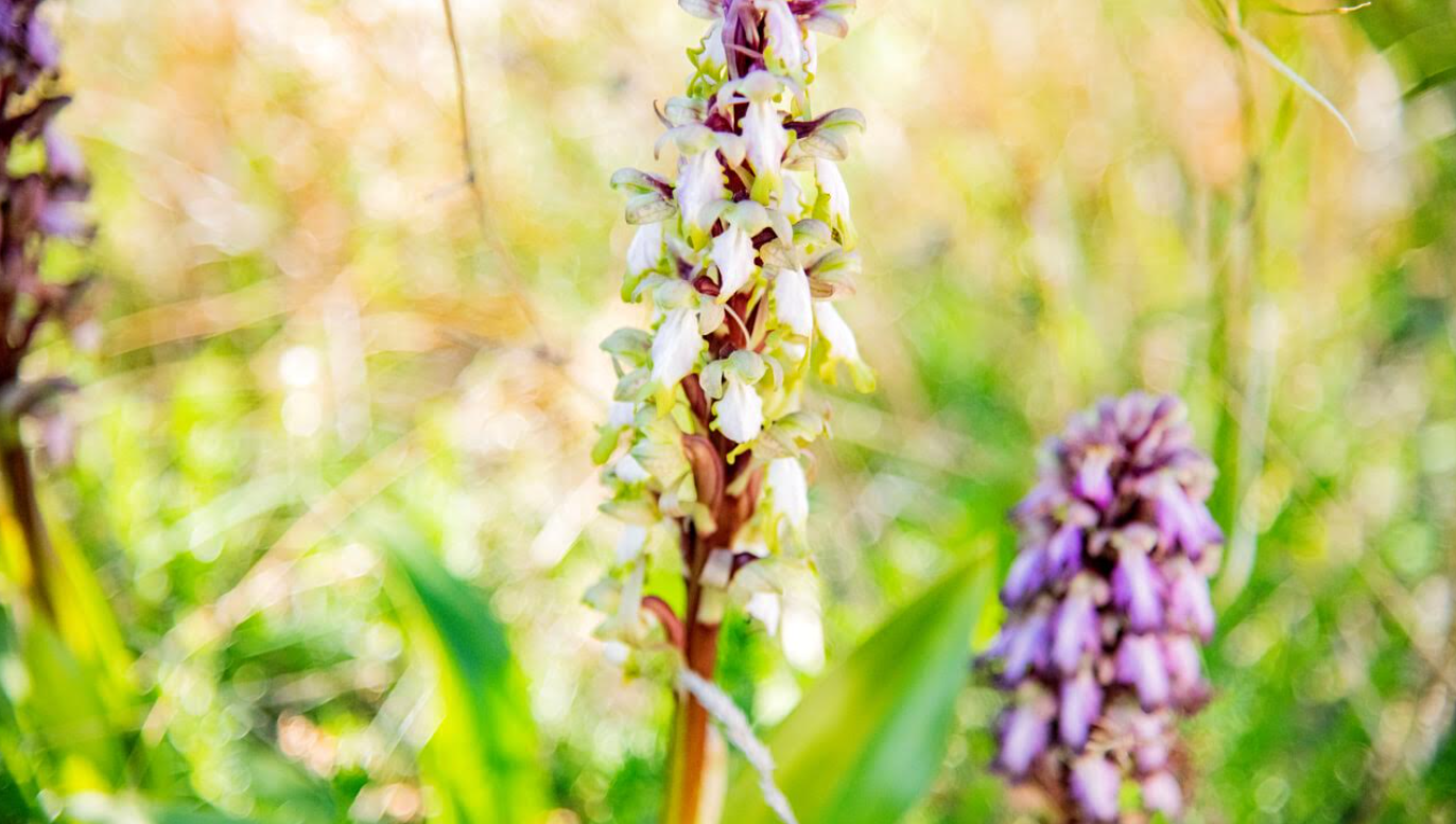 'ORCHIDAYS': domani conferenza stampa a Bari per presentare il Festival delle Orchidee di Mattinata