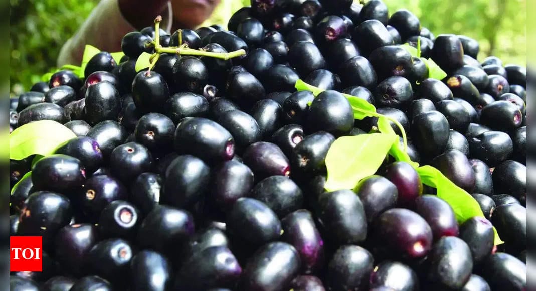 Goa: Mango farmers deploy jamun to fight menace of monkeys | Goa News - Times of India