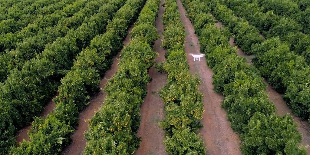 African drone company uses AI to give vital help to US fruit and nut farmers