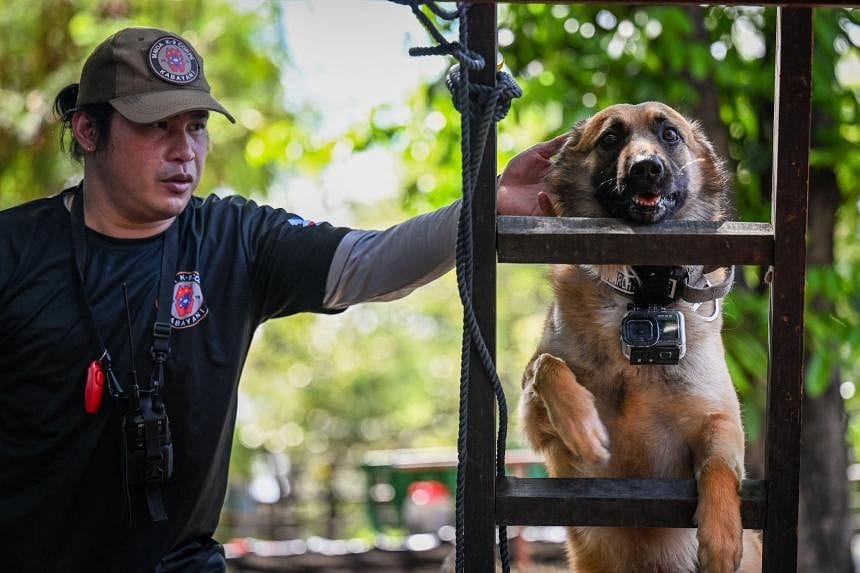 Disaster-prone Philippines trains pet dogs for search and rescue