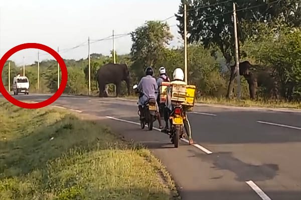 செட்டிகுளம் - மன்னார் வீதியில் நோயாளர் காவு வண்டியை வழிமறித்து யானைகள் அட்டகாசம் - தமிழ்வின்