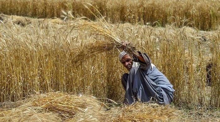 Deadline for wheat committee probe extended