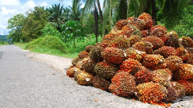 Edo unveils plan for 47,000-hectare oil palm plantation under ESOPP phase 2