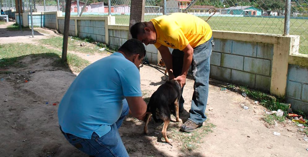 Inmunizarán más de 18 mil perros y gatos - Diario La Tribuna