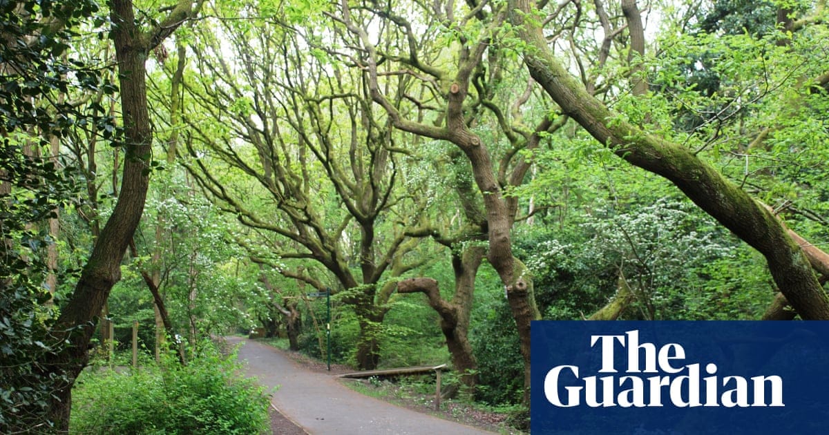 Country diary: The air is rich with post-dawn birdsong | Jennifer Jones