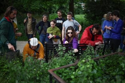 Hunting for edible plants with London's urban foragers