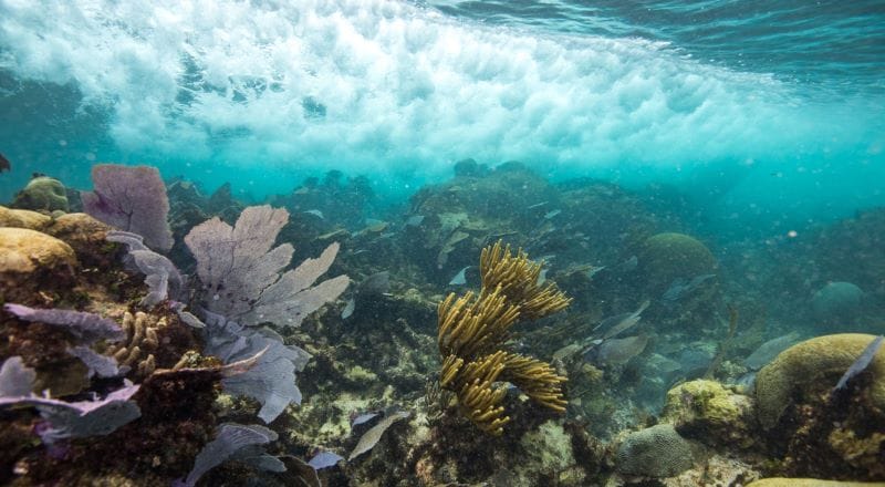 Denuncian muerte masiva de corales en México por altas temperaturas - Cambio de Michoacán