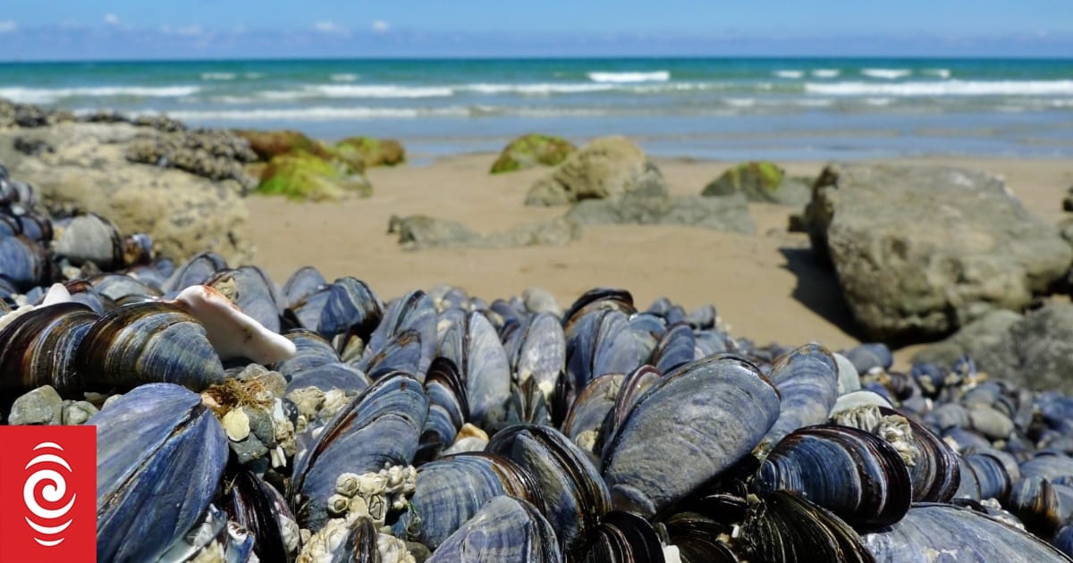 Public health warning for shellfish on Christchurch beaches, Lyttelton Harbour