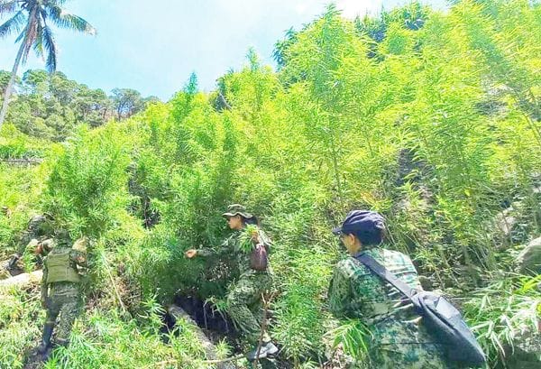 P11-M marijuana destroyed in Benguet, Kalinga