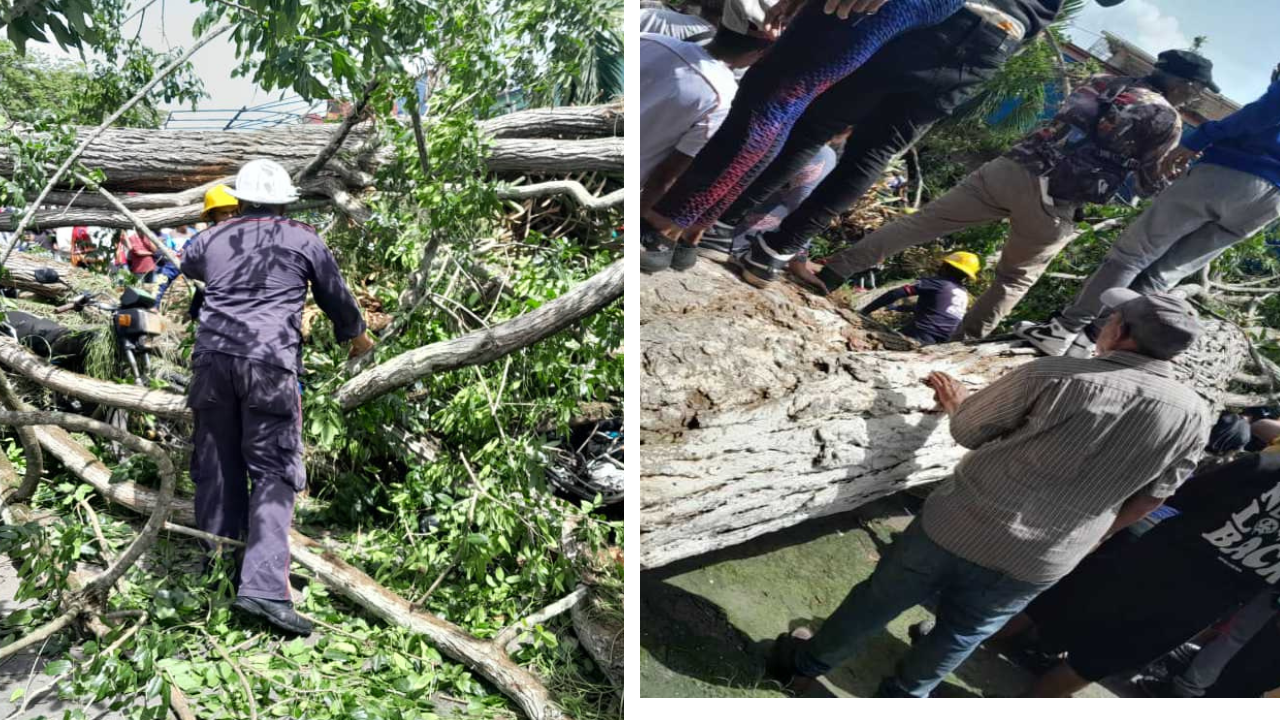 2 fallecidos y 6 heridos deja la caída de un árbol en Tucupita