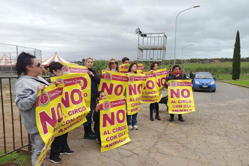 Tornano i leoni, il circo e anche le proteste