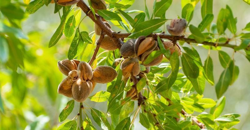 Cinco alimentos de la dieta mediterránea claves para lograr una gastronomía más sostenible