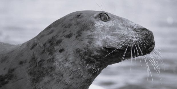 Nie żyje Sława - foka seniorka ze stołecznego zoo