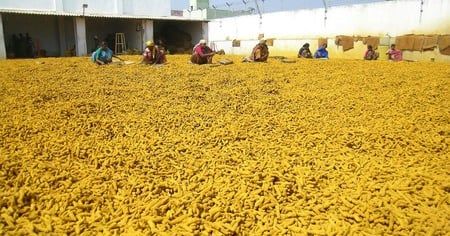 Dip in supply pushes turmeric price to Rs 16,000 per quintal in Erode