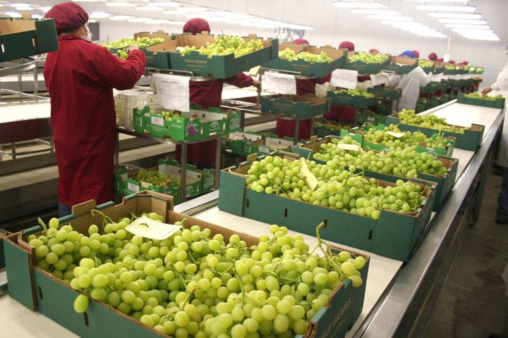 Perú fue el 2do proveedor mundial de frutas frescas de Estados...