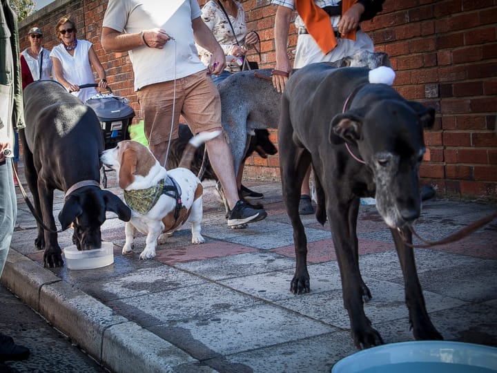 Why scores of dogs will honour a Great Dane in Cape Town this weekend