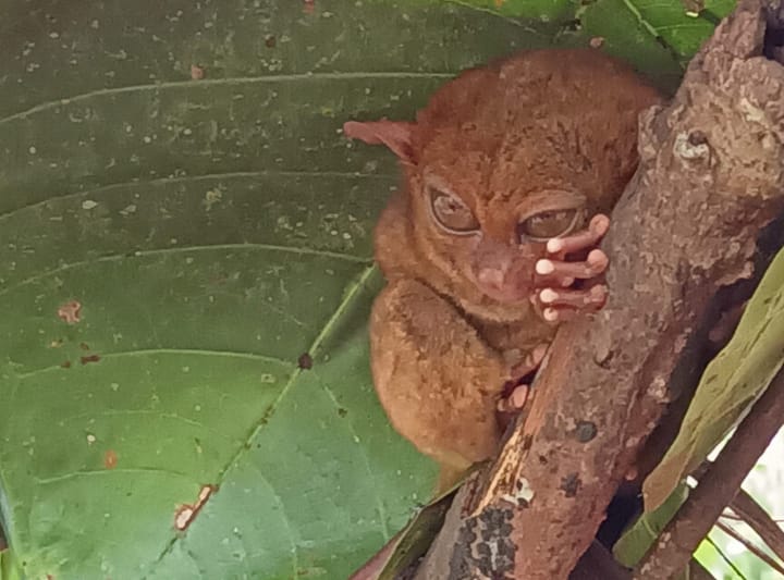 DENR warns against harming tarsiers, other wildlife