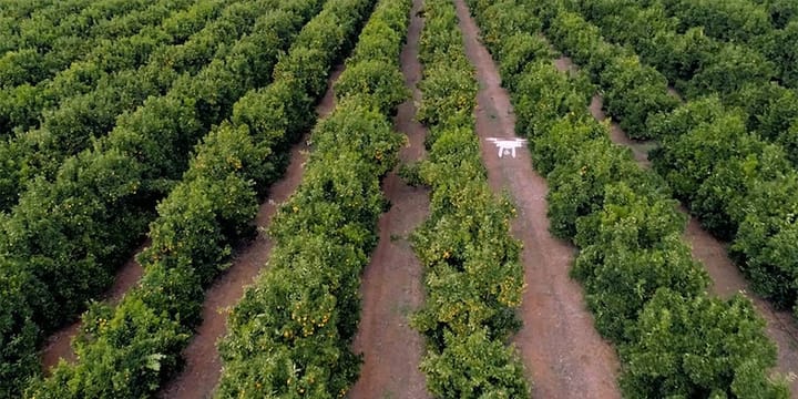 African drone company uses AI to give vital help to US fruit and nut farmers