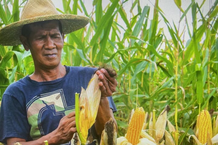 DA pushes for corn farmers' clustering