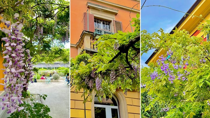 Glicini in fiore, la mappa: dove ammirarli a Bologna