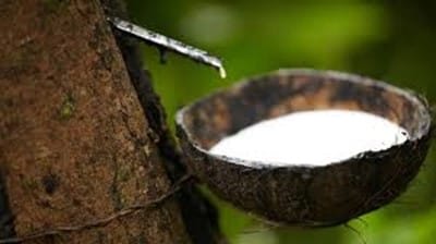 Liberian Government Faces Backlash Over Ban on Unprocessed Rubber Export - FrontPageAfrica