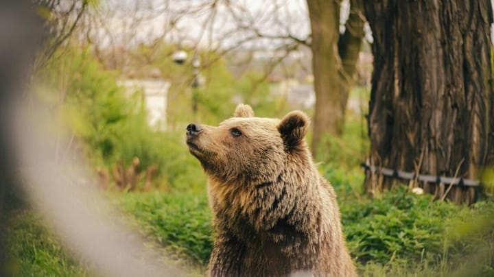 Veľká Lomnica upozorňuje na výskyt medveďa, obec navštívil viackrát