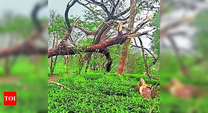 Rain and Hailstorm Impact Tea Sector in Barak Valley | - Times of India