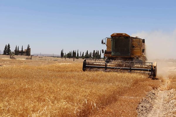 اتحاد الفلاحين: محصول القمح مبشر هذا الموسم.. وتوقعات بإنتاج مليوني طن - جريدة البعث