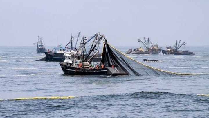 Descarga de anchoveta en la primera temporada de pesca en la zona Norte - Centro superó el 1 millón de toneladas