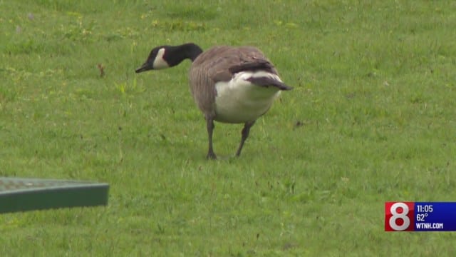 Bristol discusses nonlethal way to deal with geese