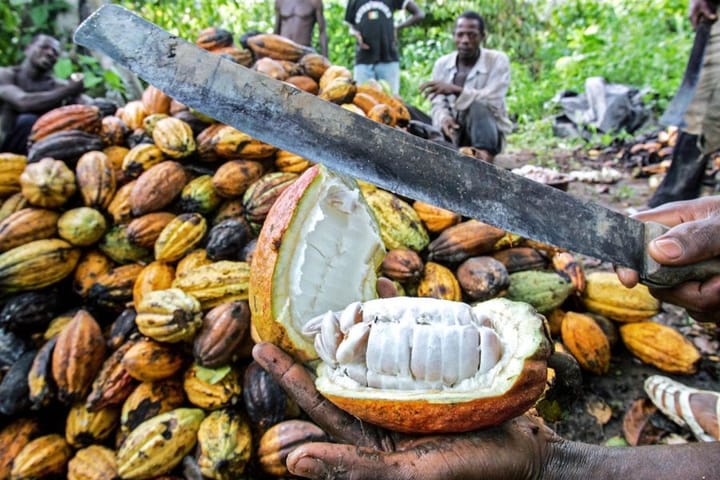 Ivory Coast Leads with 2.2 Million Tons of Cocoa Annually, Far Outpacing Nigeria's 340,163 Tons