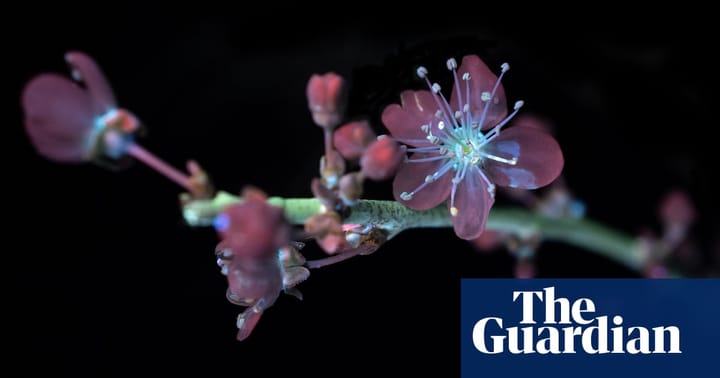 Country diary: How extraordinary to see with an insect's eye | Kate Blincoe