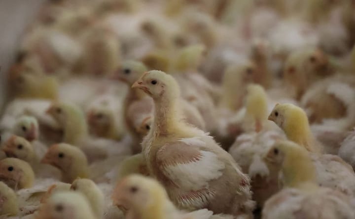 S.Africa's top poultry producer flags bird flu risk amid vaccine delays