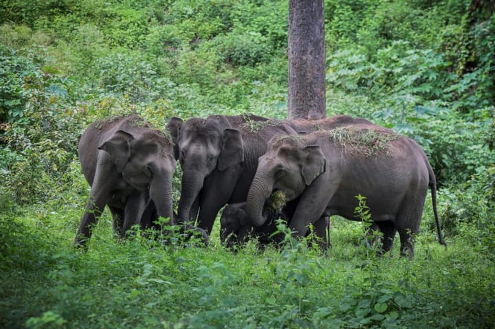 Tanzanian army develops "thunder flash" for driving away marauding elephants