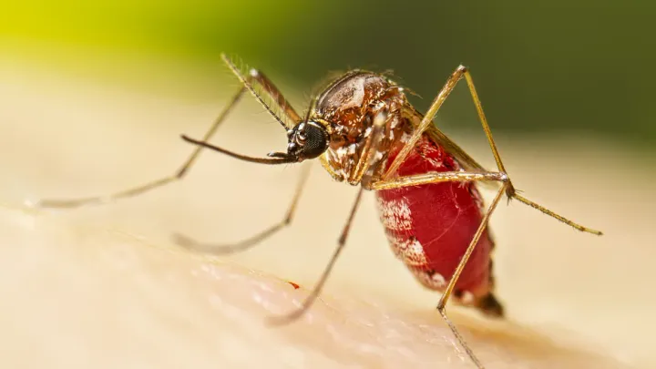 Honduras declara la emergencia sanitaria en inicio de temporada alta del dengue en Centroamérica