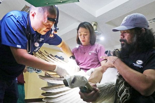 Volunteers keep Philippine Eagle Foundation afloat