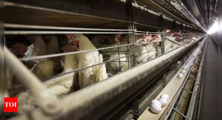 Philippines bans imports of poultry products from Australia due to bird flu - Times of India