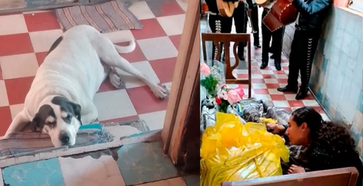 Perrito Max asesinado a balazos es despedido con mariachis [VIDEO]