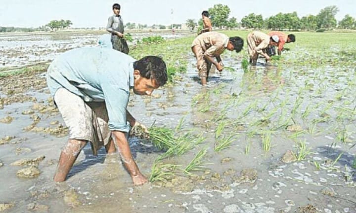 Rice exporters reject hybrid taxation