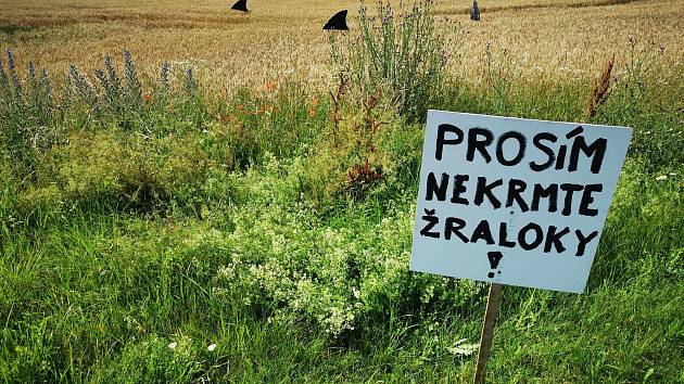 FOTO: V poli u Bořetic se zabydleli žraloci. Prosím, nekrmit!