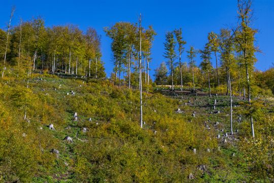 Greenpeace žaluje ministerstvo pro povolení kácet staré stromy v Krušných horách | ČeskéNoviny.cz