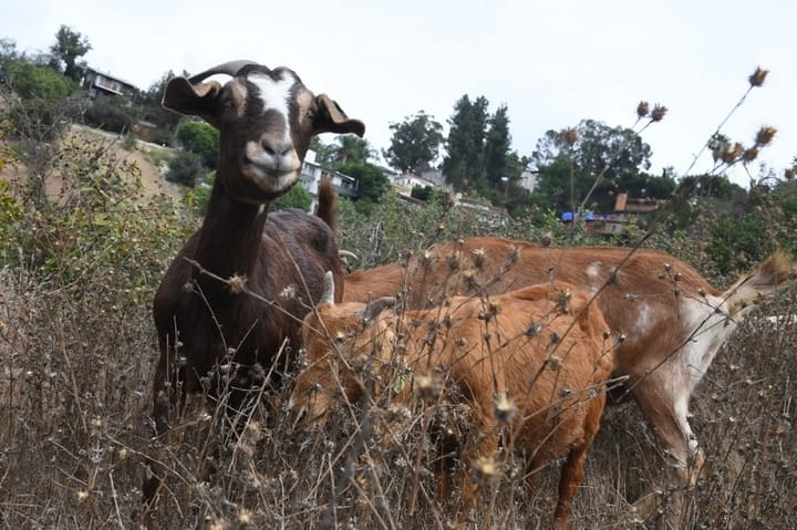 Philippines confirms first Q fever cases in imported goats from US