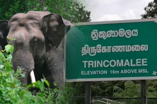 திருகோணமலையில் காட்டு யானையால் பாதிக்கப்படும் பயிர்செய்கைகள் - தமிழ்வின்